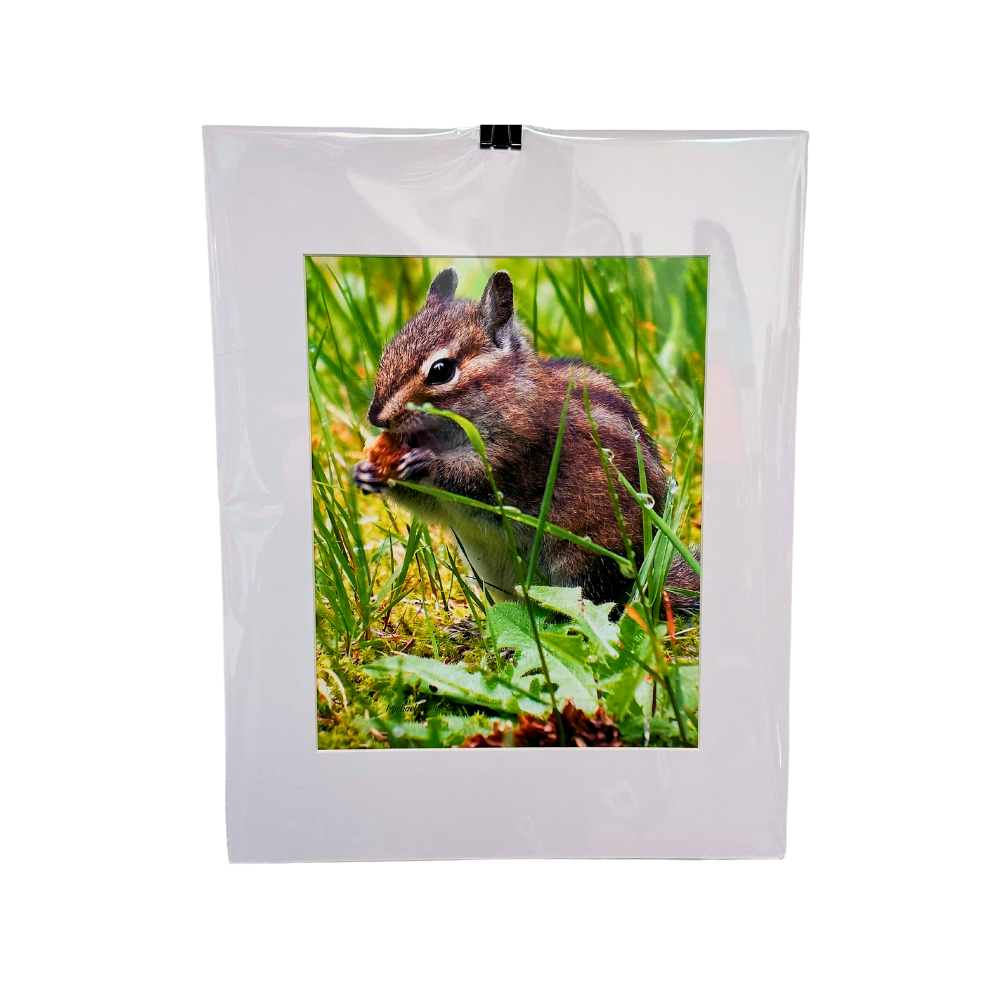 Chipmunk 8x10 Print - 11x14 Mat