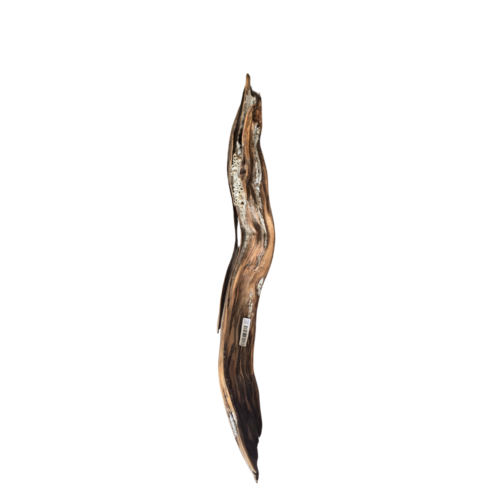 Driftwood with Barnacles Approx. 22"