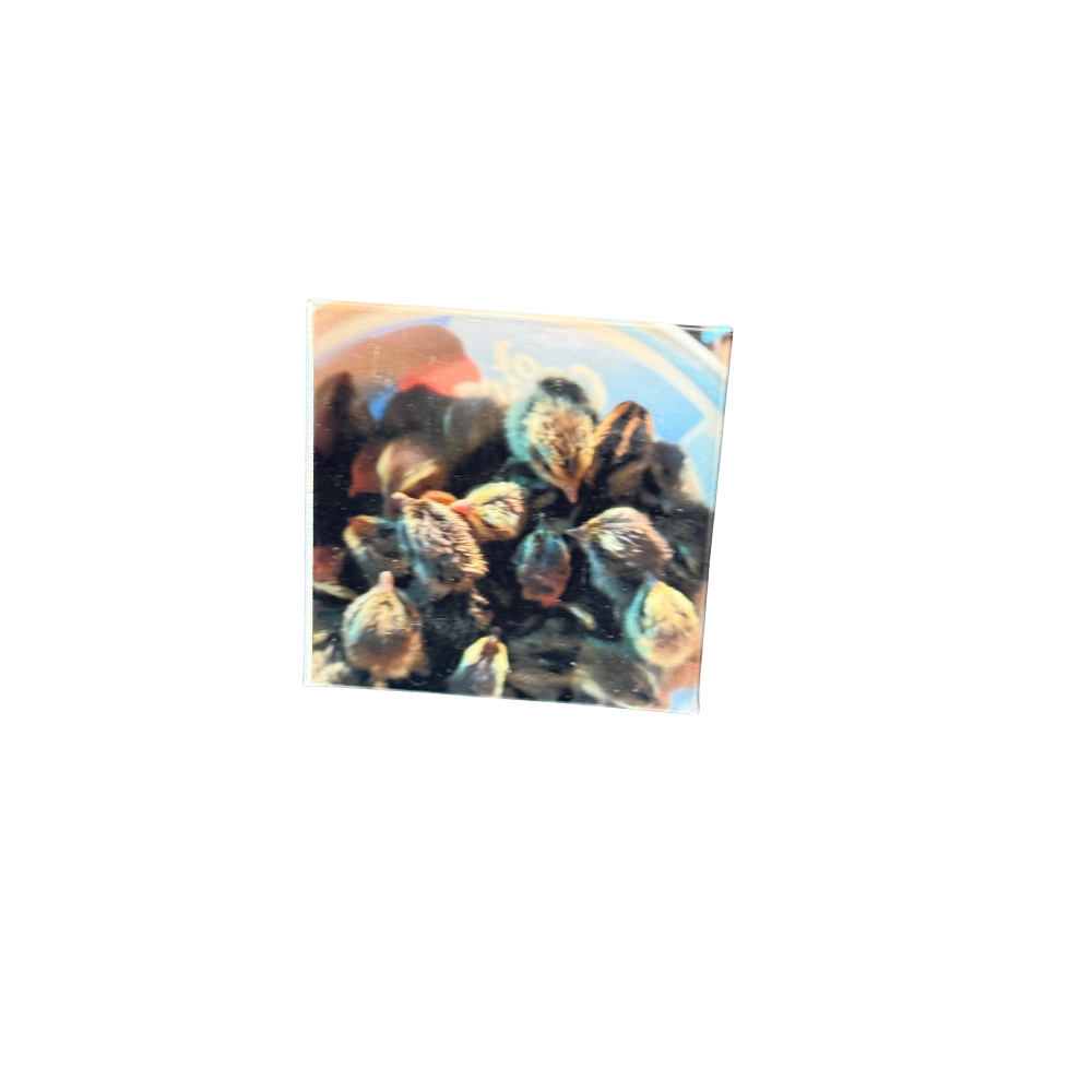 Farm/Country/Fishing/Hunting Magnets