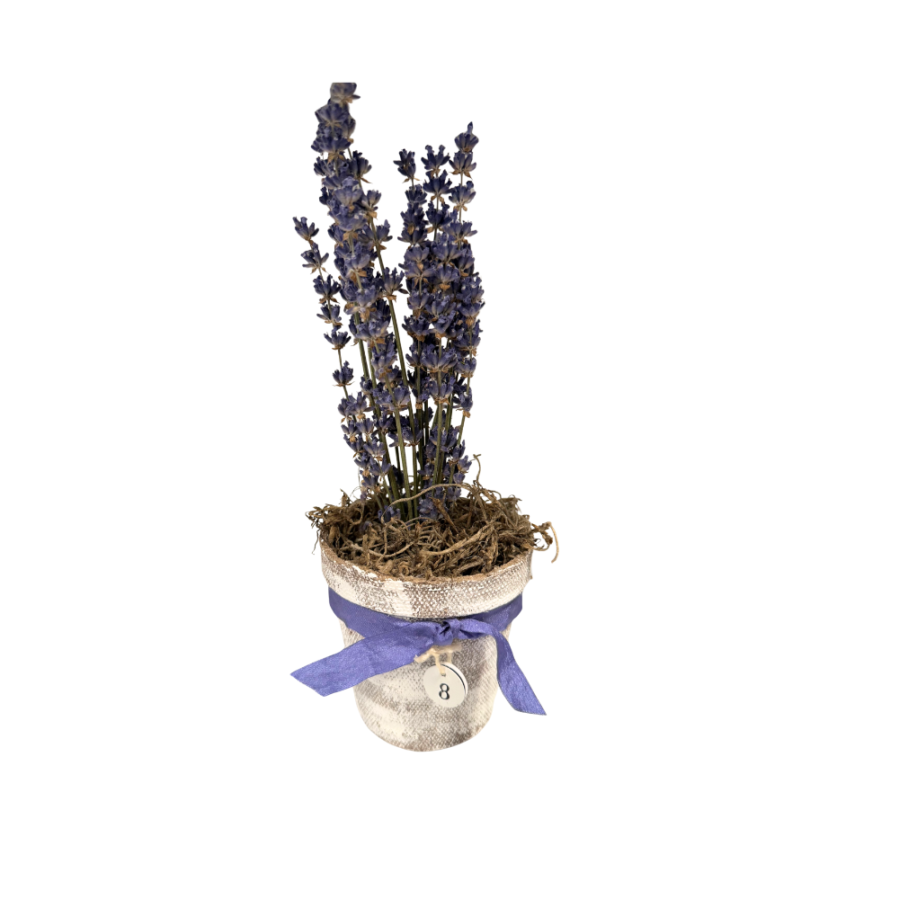 Lavender Pot
