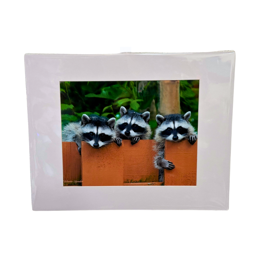 Trio of Trouble - Raccoons - 8x10 Print - 11x14 Mat