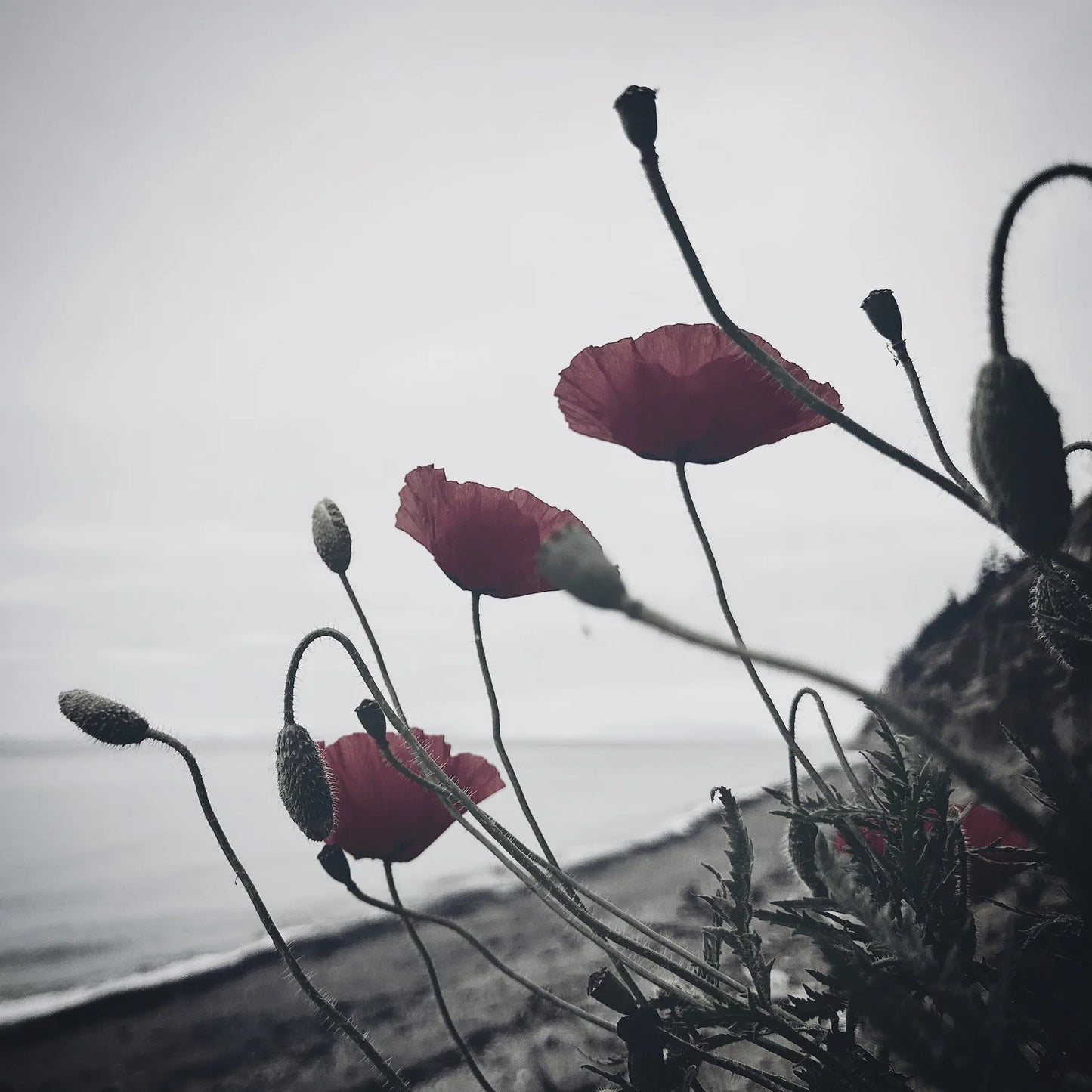 Poppies Magnet - Original Artwork by Lillie Brock