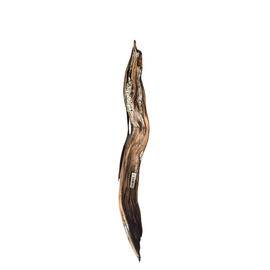 Driftwood with Barnacles Approx. 22"