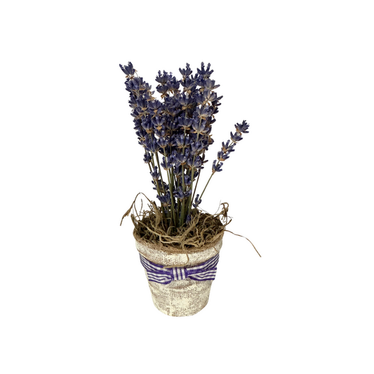Small Lavender Pot